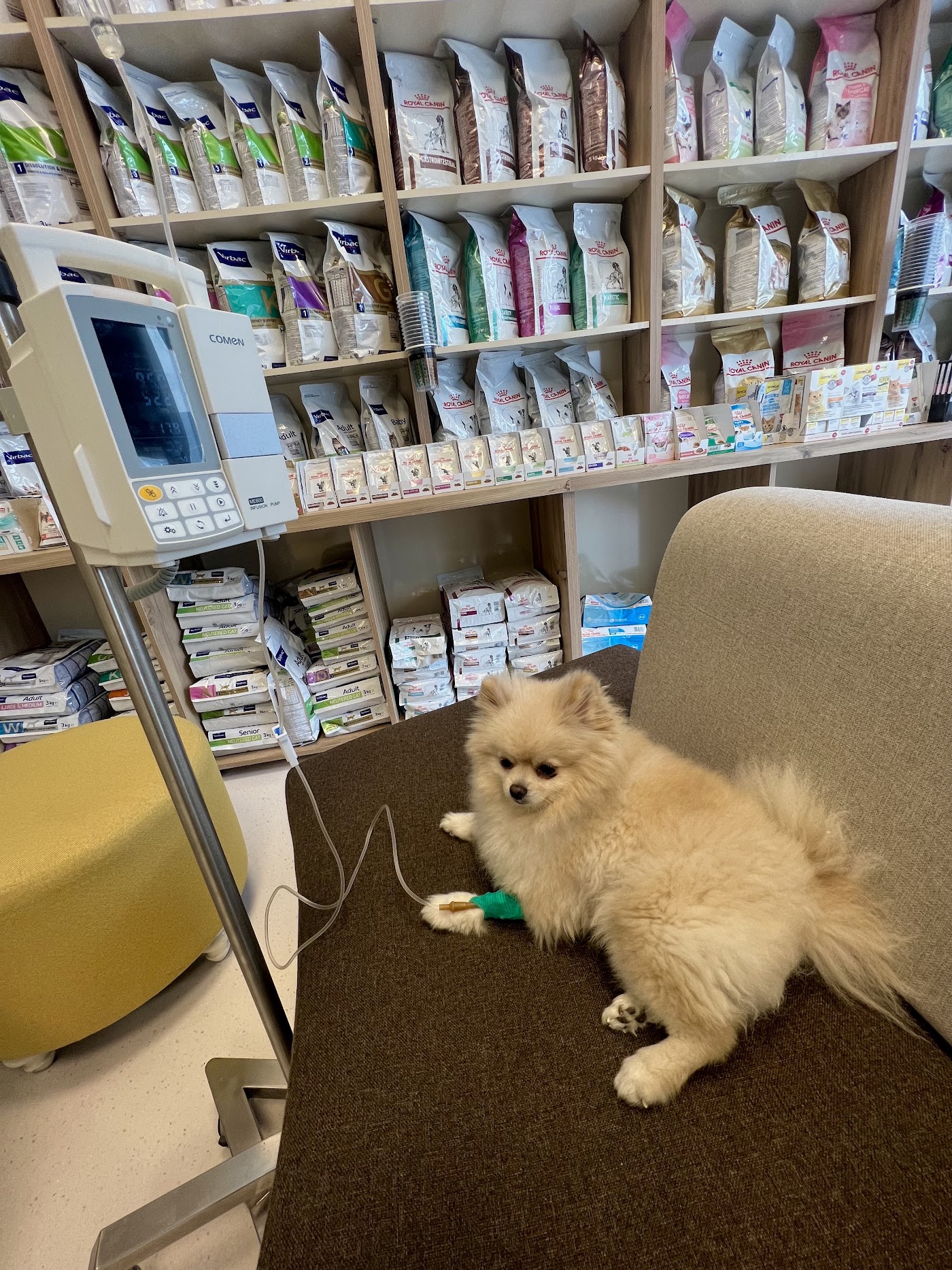 Tedavi gören bir köpek dostumuz
